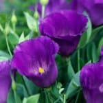 Lisianthus - Good for hot climates